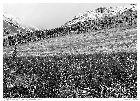 Fresh snow on tundra near Savage River. Denali  National Park (black and white)