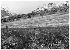 Fresh snow on tundra near Savage River. Denali National Park, Alaska, USA. (black and white)