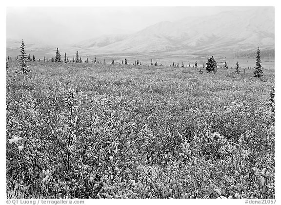Berry leaves, trees, and mountains in fog with dusting of fresh snow. Denali National Park (black and white)
