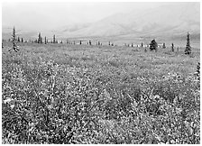 Berry leaves, trees, and mountains in fog with dusting of fresh snow. Denali National Park, Alaska, USA. (black and white)