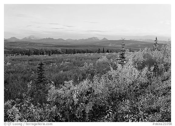 Autumn bushes, tundra, and Alaska range at dusk. Denali National Park, Alaska, USA.