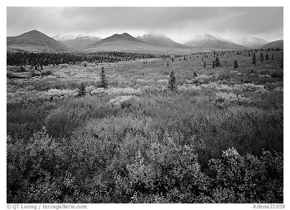 Mosaic of colors on tundra and lower peaks in stormy weather. Denali  National Park (black and white)