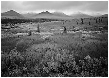 Mosaic of colors on tundra and lower peaks in stormy weather. Denali  National Park ( black and white)