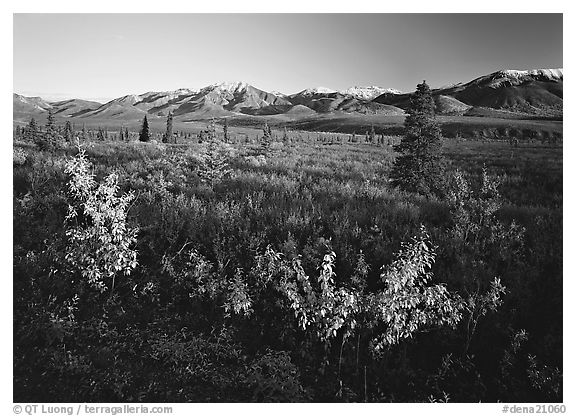 Tundra and mountain range. Denali National Park (black and white)