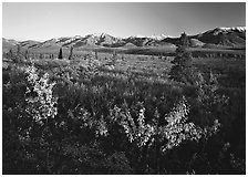 Tundra and mountain range near Savage River. Denali  National Park ( black and white)