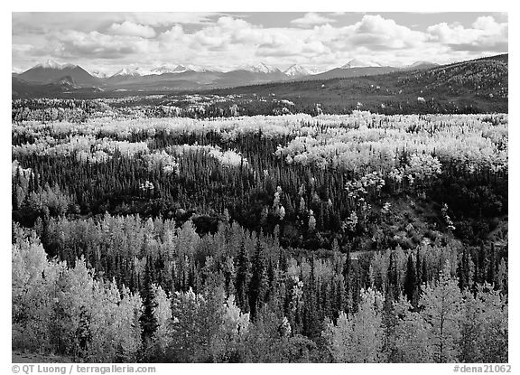 Yellow aspens and Panorama Range, Riley Creek drainage. Denali National Park, Alaska, USA.