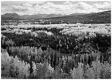 Yellow aspens and Panorama Range, Riley Creek drainage. Denali National Park, Alaska, USA. (black and white)