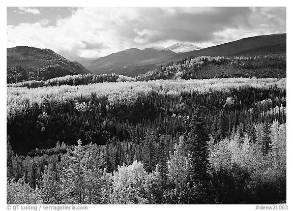 Aspens in fall colors and mountains near Riley Creek. Denali National Park, Alaska, USA.