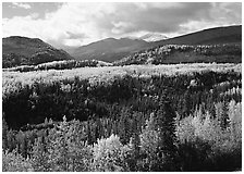 Aspens in fall colors and mountains near Riley Creek. Denali  National Park ( black and white)