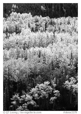 Aspens in yellow fall foliage amongst conifers, Riley Creek drainage. Denali National Park, Alaska, USA.