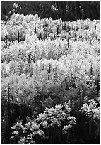 Aspens in yellow fall foliage amongst conifers, Riley Creek drainage. Denali National Park, Alaska, USA. (black and white)