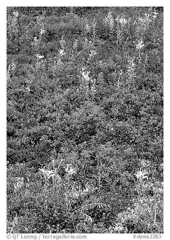 Dwarf tundra plants with red fall colors. Denali National Park, Alaska, USA.