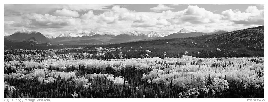 Mountain landscape with aspens in fall color. Denali  National Park (black and white)