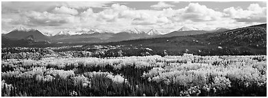 Mountain landscape with aspens in fall color. Denali  National Park (Panoramic black and white)