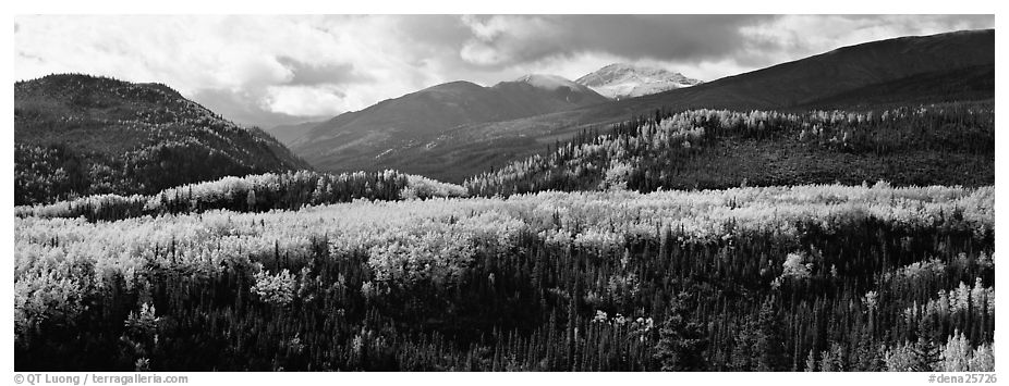 Yellow aspens and boreal forest. Denali  National Park (black and white)