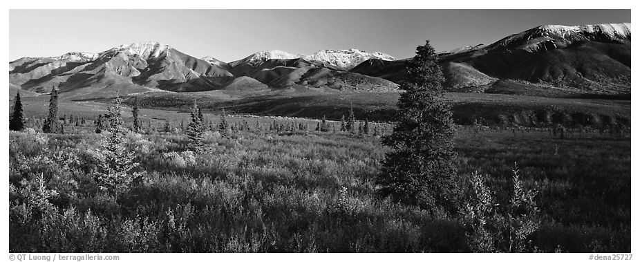 Tundra scenery with trees and mountains in autumn. Denali National Park (black and white)