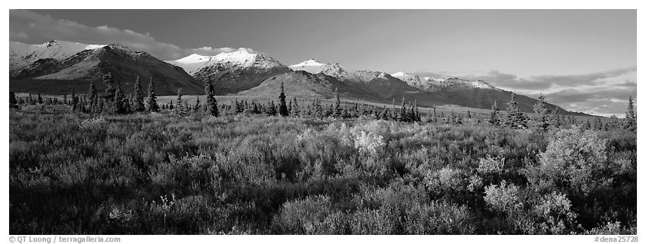 Tundra landscape. Denali National Park (black and white)