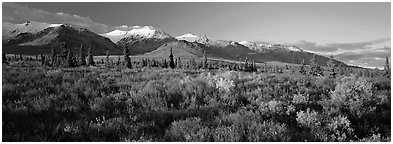 Tundra landscape. Denali  National Park (Panoramic black and white)