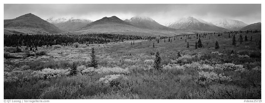 Mountain landscape with crimson tundra. Denali National Park (black and white)