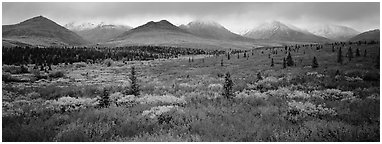 Mountain landscape with crimson tundra. Denali National Park (Panoramic black and white)