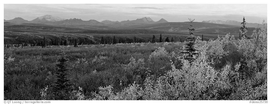 Tundra and Alaska range in autumn. Denali National Park (black and white)