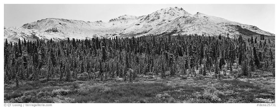 Boreal landscape with tundra, forest, and snowy mountains. Denali  National Park (black and white)