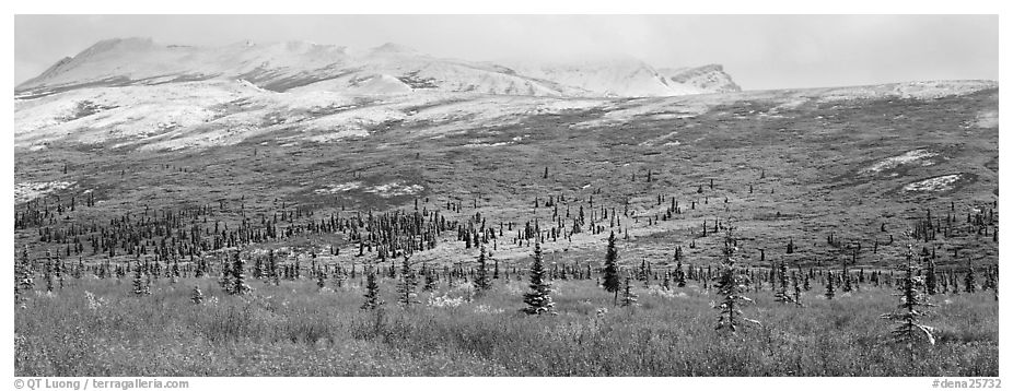 Northern latitudes scenery in autumn. Denali  National Park (black and white)