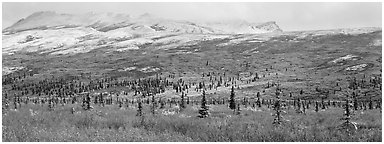 Northern latitudes scenery in autumn. Denali  National Park (Panoramic black and white)