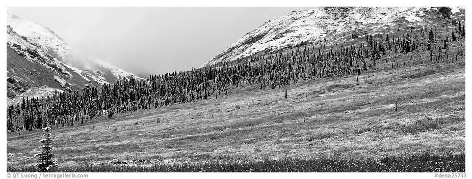 Autumn tundra landscape with fresh dusting of snow. Denali National Park (black and white)