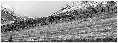 Autumn tundra landscape with fresh dusting of snow. Denali  National Park (Panoramic black and white)