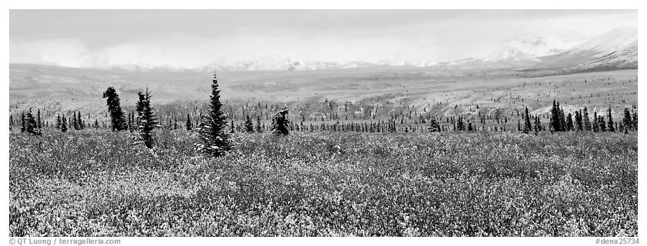 Tundra scenery with early fresh snow. Denali  National Park (black and white)