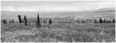 Tundra scenery with early fresh snow. Denali  National Park (Panoramic black and white)