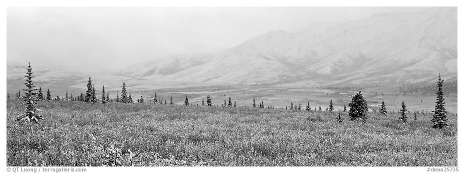 Misty mountain scenery with fresh snow on tundra. Denali National Park (black and white)