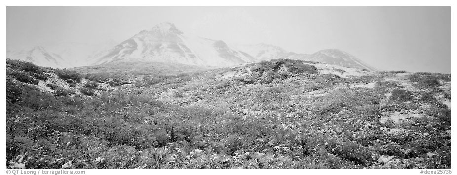 Misty mountain landscape with fresh now and autumn colors. Denali National Park (black and white)