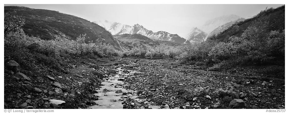 Rocky creek, trees, and snowy mountains in autumn. Denali  National Park (black and white)