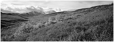 Northern mountain landscape in autumn. Denali  National Park (Panoramic black and white)