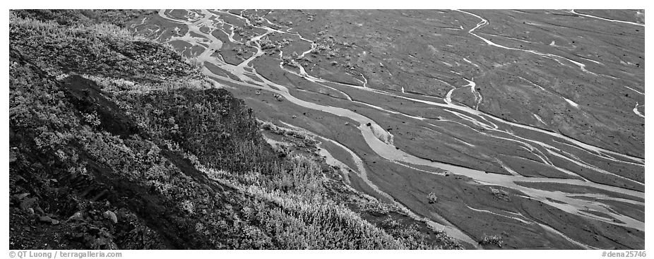 Wide braided river and aspens in autumn. Denali  National Park (black and white)