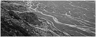 Wide braided river and aspens in autumn. Denali  National Park (Panoramic black and white)