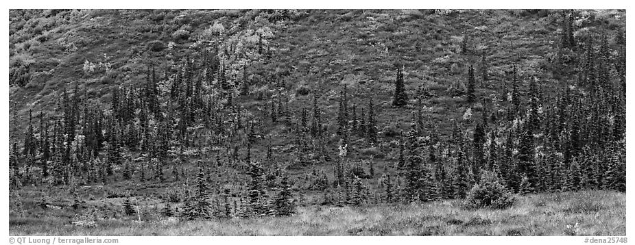 Autumn boreal forest and tundra on slope. Denali National Park (black and white)