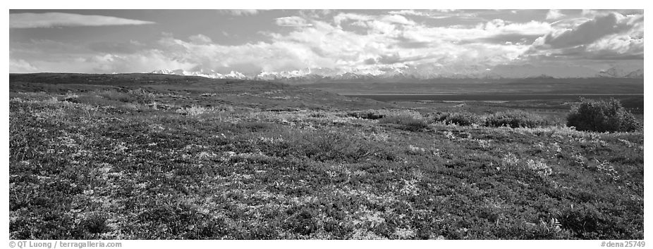 Carpet of berry plants in autumn with distant Alaska Range. Denali  National Park (black and white)