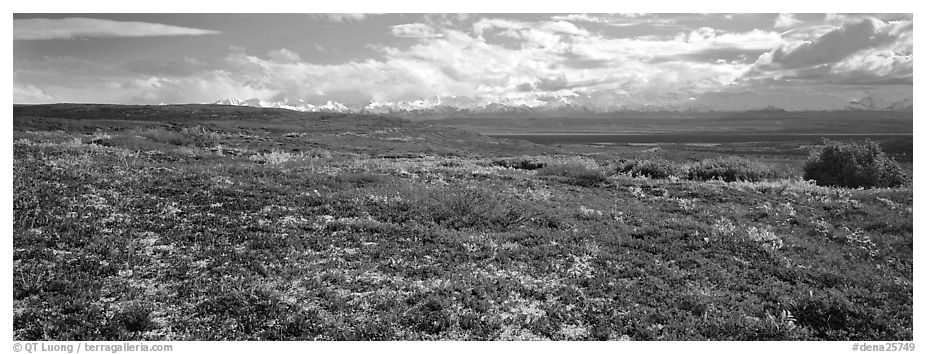 Carpet of berry plants in autumn with distant Alaska Range. Denali National Park (black and white)