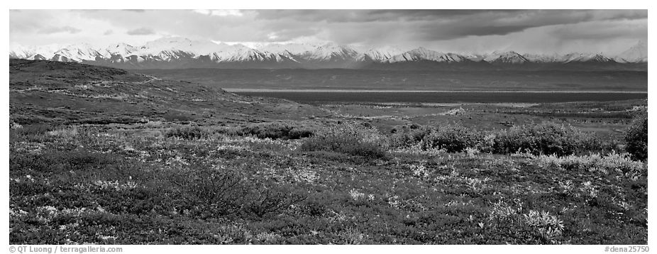Tundra landscape with red berry plants and Alaskan mountains. Denali National Park (black and white)