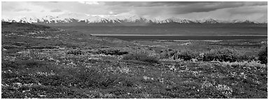 Tundra landscape with red berry plants and Alaskan mountains. Denali  National Park (Panoramic black and white)