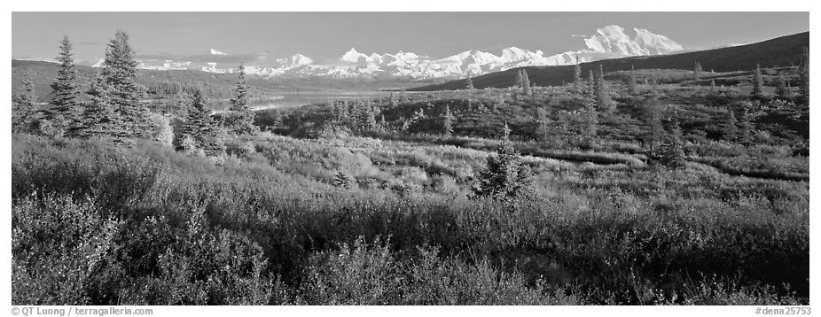 Seasons passing on the tundra. Denali National Park (black and white)