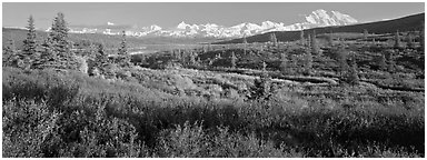 Seasons passing on the tundra. Denali National Park (Panoramic black and white)