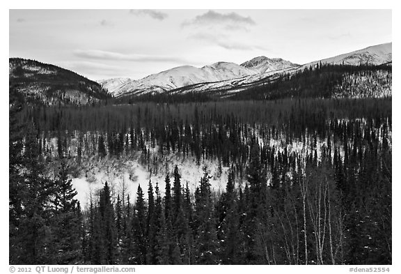 Riley Creek drainage and mountains in winter. Denali National Park, Alaska, USA.