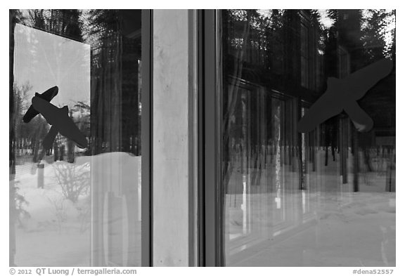 Forest with bare trees, Denali visitor center window reflexion. Denali National Park, Alaska, USA.