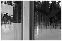 Forest with bare trees, Denali visitor center window reflexion. Denali National Park, Alaska, USA. (black and white)