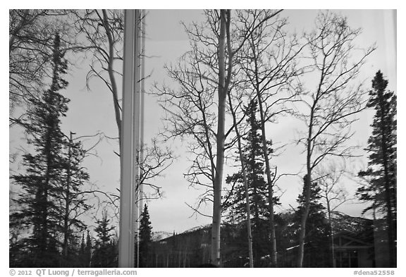 Trees and mountains in winter, Denali visitor center window reflexion. Denali National Park, Alaska, USA.