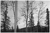 Trees and mountains in winter, Denali visitor center window reflexion. Denali National Park, Alaska, USA. (black and white)